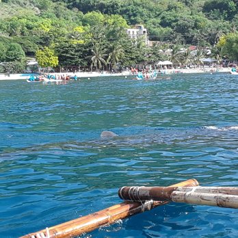 Oslob Whale Shark Watching - See him? - Whale Watching Tours Near Me - Oslob, CEB Oslob Whale Shark Watching - See him? - Whale Watching Tours Near Me - Oslob, CEB