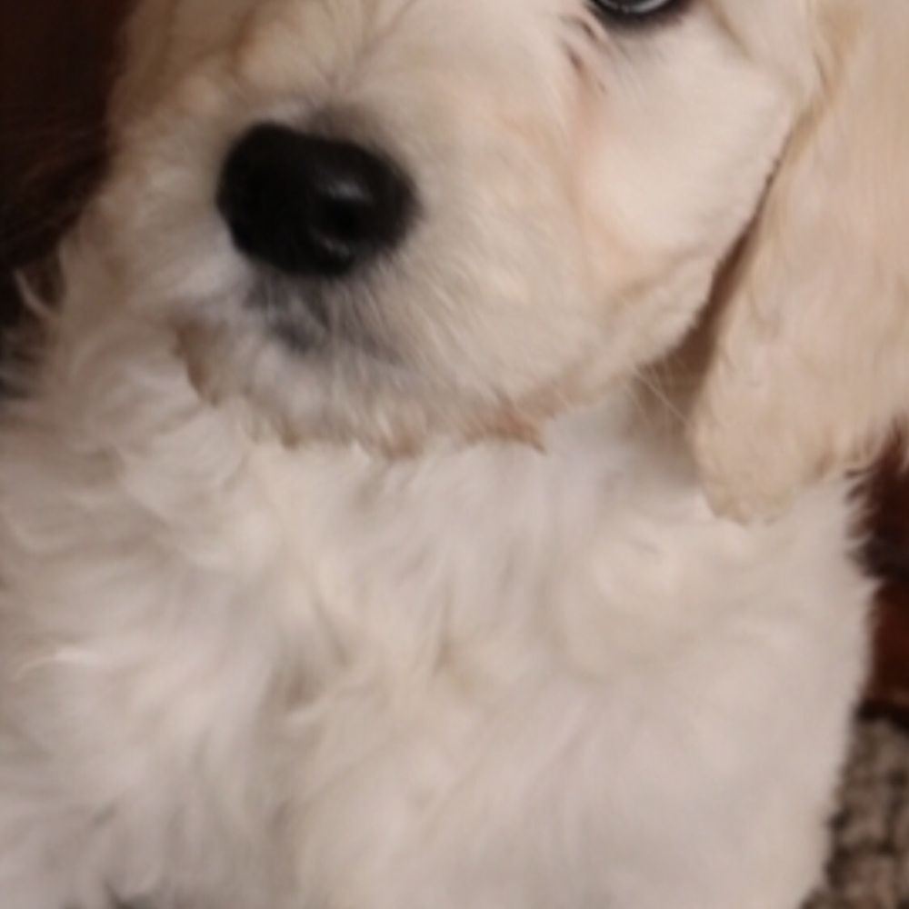 This is how it looked my Chester first time he met Dr. John This is how it looked my Chester first time he met Dr. John