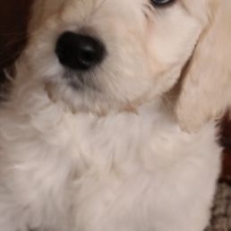 This is how it looked my Chester first time he met Dr. John This is how it looked my Chester first time he met Dr. John