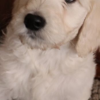 Willowbrook Animal Clinic - This is how it looked my Chester first time he met Dr. John - Veterinarians Near Me - Fairfield, New Jersey Willowbrook Animal Clinic - This is how it looked my Chester first time he met Dr. John - Veterinarians Near Me - Fairfield, New Jersey