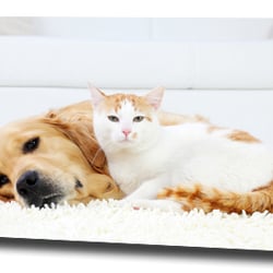 All Kleen Carpet Cleaning
