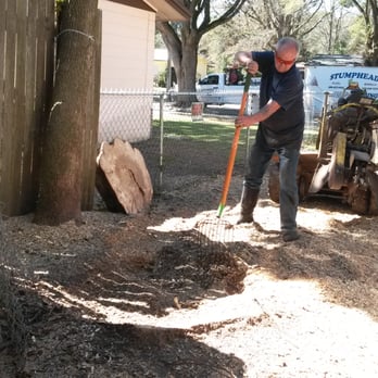 Stumphead Stump Grinding - Camphor stump ground down below the level of the ground about 1ft, the dirt mound around it. Last, to spread out the chips packing down - Tree Services Near Me