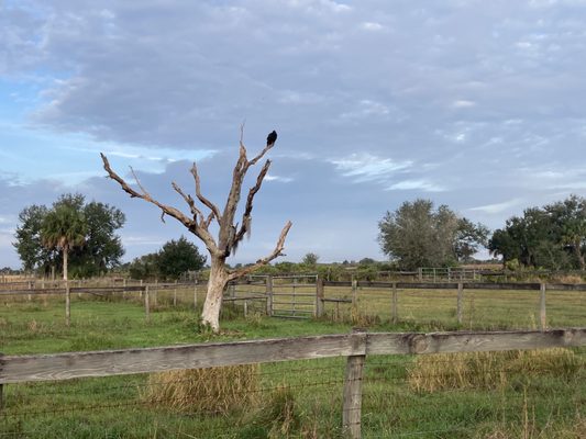 Kissimmee Prairie Preserve State Park by null
