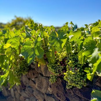 Russian River Vineyards - Wineries Near Me - Forestville, California