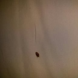 Bed bugs!!