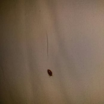 Stardust Inn - Bed bugs!! - Hotels Near Me - Barstow, California