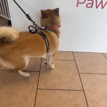 Paw-Lished Pets Salon - Pet Groomers Near Me - Las Vegas, Nevada