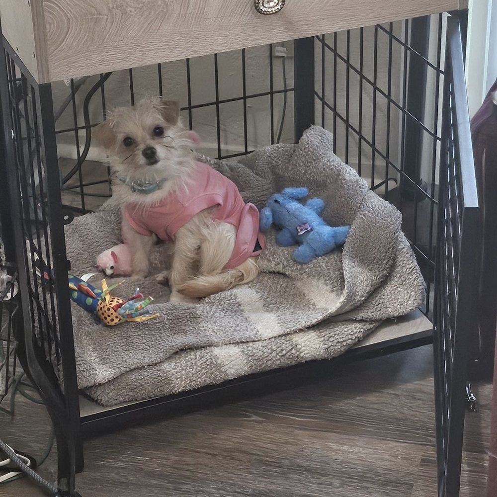 K9 Paw Print Rescue - New kennel for a new girl - Animal Shelters Near Me