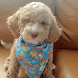 Teddy Teddy