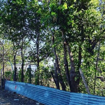 Branch Out Brigade - a blue fence and trees - Tree Services Near Me Branch Out Brigade - a blue fence and trees - Tree Services Near Me