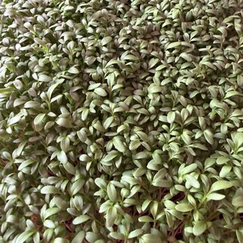 Tampa Bay Sprouting - Curled Cress micro greens - Specialty Food Near Me - Kenneth City, Florida Tampa Bay Sprouting - Curled Cress micro greens - Specialty Food Near Me - Kenneth City, Florida