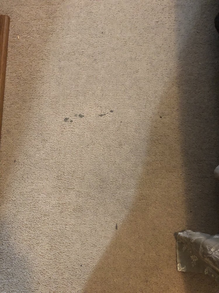 STANLEY STEAMER CARPET CLEANER Updated September 2024 20 Reviews