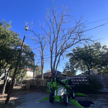 Newvision Landscaping - a tree being pruned - Lawn Services Near Me Newvision Landscaping - a tree being pruned - Lawn Services Near Me
