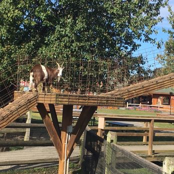 Cherry Crest Adventure Farm - Goat - Festivals Near Me - Ronks, Pennsylvania