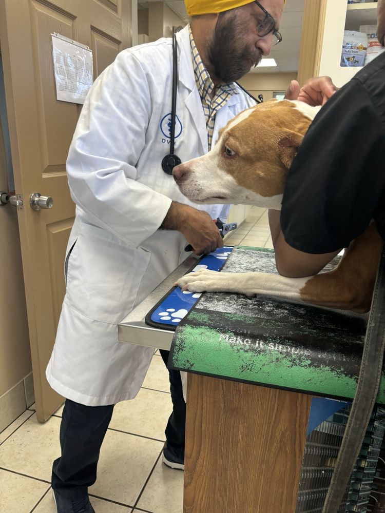 Love N Care Animal Hospital - pet boarding facility in Cleveland, OH