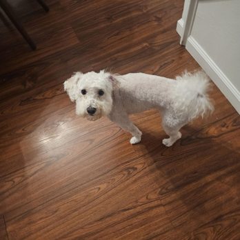Happy Dog Spaw - Pet Groomers Near Me - Bonita, California