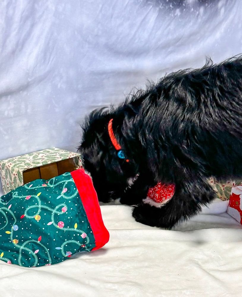 CAMP BOW WOW MIDDLESEX - Updated July 2025 - 44 Photos & 43 Reviews - 288 Lincoln Blvd