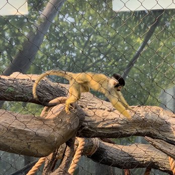 The Buffalo Zoo - Squirrel monkey - Zoos Near Me - Buffalo, New York The Buffalo Zoo - Squirrel monkey - Zoos Near Me - Buffalo, New York