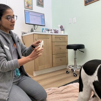 Revive Veterinary Care - Vet Dr. Padalkar who is so professional & knowledgeable. - Veterinarians Near Me - San Carlos, California Revive Veterinary Care - Vet Dr. Padalkar who is so professional & knowledgeable. - Veterinarians Near Me - San Carlos, California