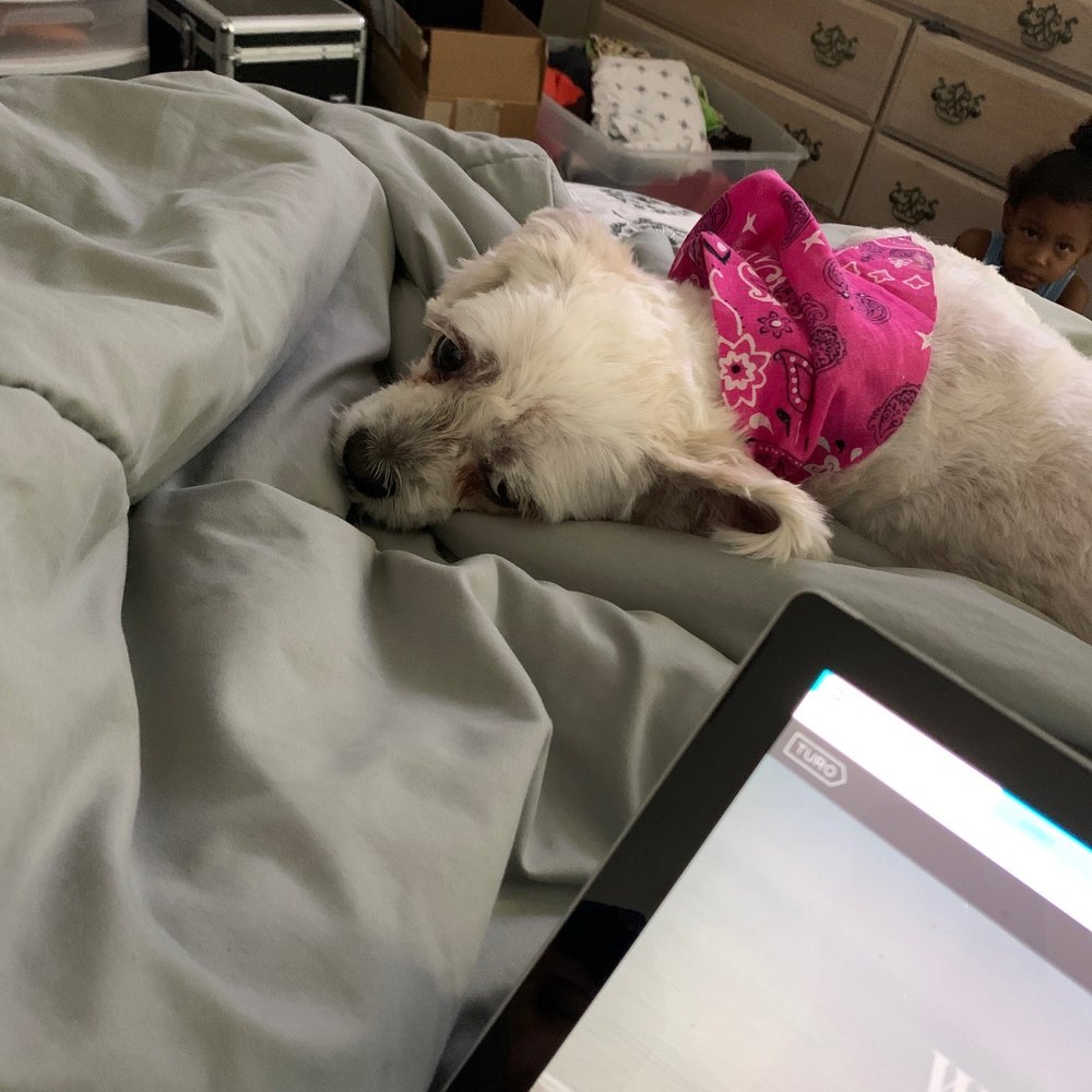 Samurai Suds - Coco relaxing - Pet Groomers Near Me Samurai Suds - Coco relaxing - Pet Groomers Near Me