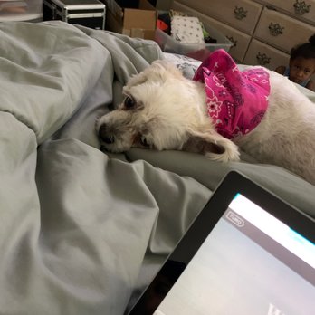 Samurai Suds - Coco relaxing - Pet Groomers Near Me Samurai Suds - Coco relaxing - Pet Groomers Near Me
