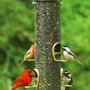 Photo of Wild Birds Unlimited