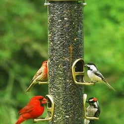 Wild Birds Unlimited