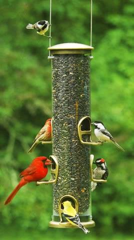 Wild Birds Unlimited Logo
