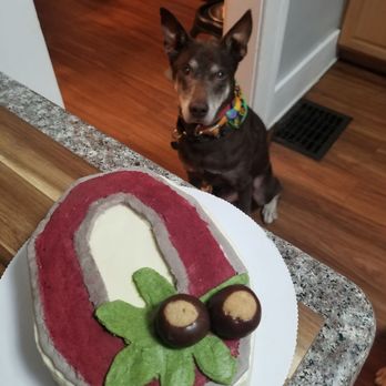 The Cakehound - Custom Ohio State 'Block O' pup birthday cake! - Pet Stores Near Me - Columbus , Ohio The Cakehound - Custom Ohio State 'Block O' pup birthday cake! - Pet Stores Near Me - Columbus , Ohio