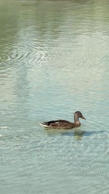 Schwabacher Landing by null