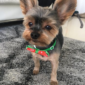 Barks & Tales Dog Spa - Pet Sitting Near Me - Miami, Florida Barks & Tales Dog Spa - Pet Sitting Near Me - Miami, Florida