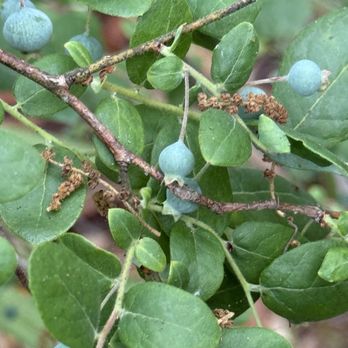Lake Beresford Park - blueberries - Hiking Near Me - DeLand, Florida Lake Beresford Park - blueberries - Hiking Near Me - DeLand, Florida