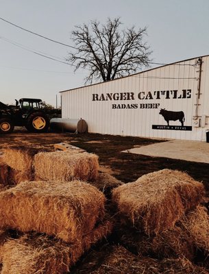 RANGER CATTLE by null