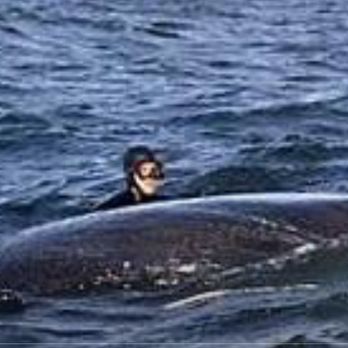 San Diego Hull Divers - Boat Repair Near Me San Diego Hull Divers - Boat Repair Near Me