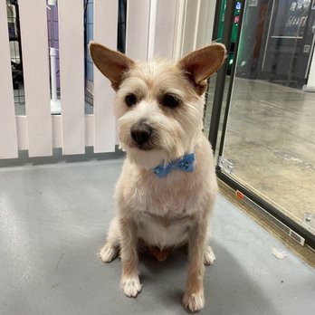 Blue Pooch  - Handsome boy! - Pet Groomers Near Me - Los Angeles, California