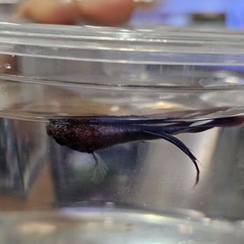 Petco - RIP poor guy - Pet Stores Near Me - Santa Rosa, California
