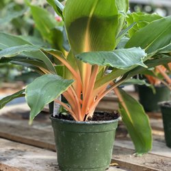 Plantae