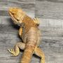 Photo of Arizona Exotic Animal Hospital
