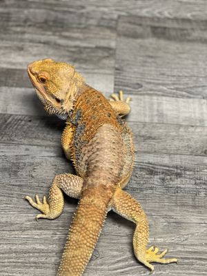 EXOTIC PET VETS - PHOENIX - Updated May 2026 - 64 Photos & 123 Reviews ...