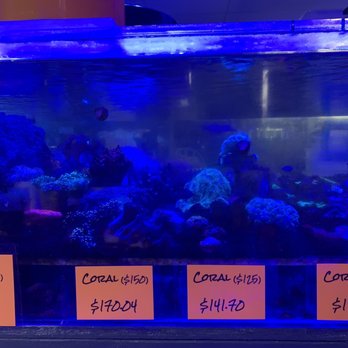 Ocean Realms - Coral - Local Fish Stores Near Me - Goose Creek, South Carolina Ocean Realms - Coral - Local Fish Stores Near Me - Goose Creek, South Carolina