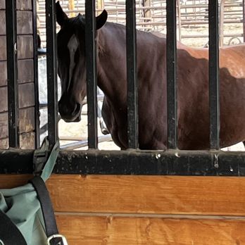 Horizon Arabians - Horseback Riding Near Me - Reno, Nevada
