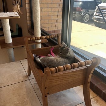 Catopia Cat Cafe - Pet Adoption Near Me - Albuquerque, New Mexico