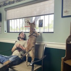Animal Clinic