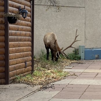 Inkwell & Brew - Friendly visitor - Coffee & Tea Near Me - Estes Park, Colorado Inkwell & Brew - Friendly visitor - Coffee & Tea Near Me - Estes Park, Colorado