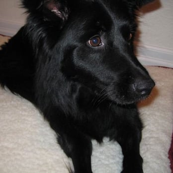 Peaceful Paws - Eat, drink, love - Pet Training Near Me Peaceful Paws - Eat, drink, love - Pet Training Near Me