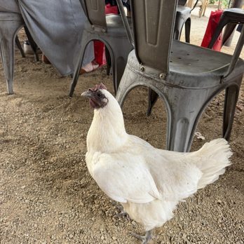 3 Oaks Vineyard - Marshmallow the chicken - Wineries Near Me - Clovis, California