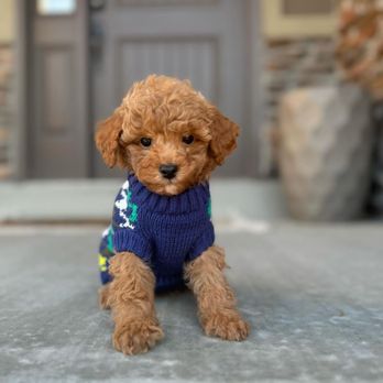 Puppy Palace - Pet Breeders Near Me Puppy Palace - Pet Breeders Near Me