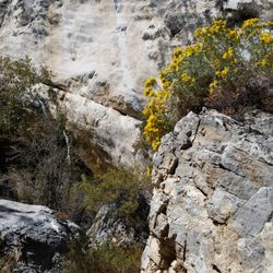 Robbers Roost Trail - Where wildflowers bloom on the desert floor in Spring, by Mount Charleston they are blooming in September.