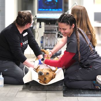 VEG ER for Pets - Dog ultrasound performed at VEG - Emergency Pet Hospital Near Me - Pittsburgh, Pennsylvania