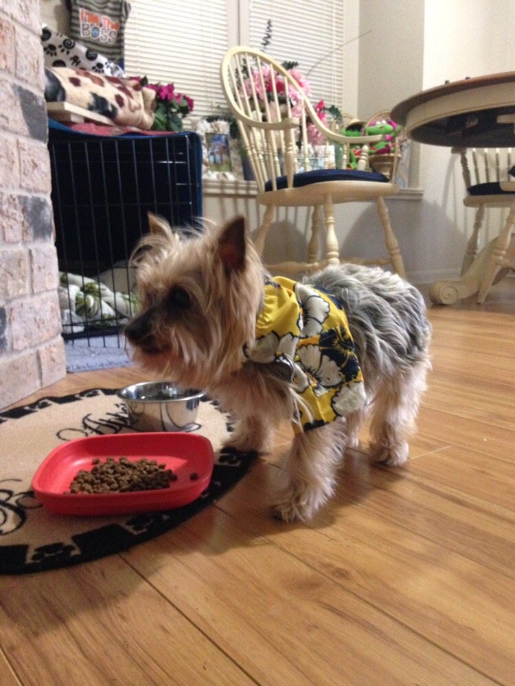 PUPS N SUDS MOBILE DOG Updated August 2024 Corpus Christi, Texas